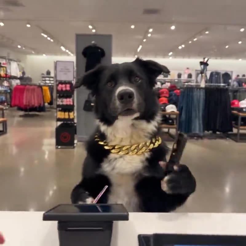 Pet asks